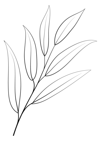 Willow Oak Leaf Coloring Page